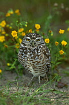 Portrait of Burrowing owl {Athene cunicularia} standing among yellow flowers, Florida, USA