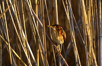 Least bittern {Ixobrychus exilus} perching in reed bed, Texas, USA