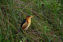 Least bittern {Ixobrychus exilus} perching amongst vegetation, Texas, USA.