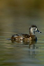 Ring necked duck {Aythya collaris} female on water, Arizona, USA