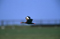 Black bellied whistling duck {Dendrocygna autumnalis} in flight, Texas, USA