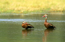 Two Black bellied whistling duck {Dendrocygna autumnalis} standing in water, Texas, USA