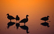 Silhouette of Snow geese {Chen caerulescens} in water at sunset, Bosque del Apache, NM, USA