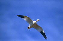 Snow goose {Chen caerulescens} in flight, Bosque del Apache, NM, USA