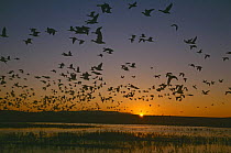 Flock of Snow geese {Chen caerulescens} in flight at sunset, Bosque del Apache, NM, USA