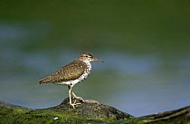 Spotted sandpiper {Actitis macularia} in breeding plumage standing on rock, Long Island, New York, USA