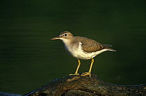 Spotted sandpiper {Actitis macularia} in winter plumage standing on rock, Long Island, New York, USA