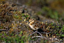 Western sandpiper {Calidris mauri} chick camouflaged in low shrubs, Nome, Alaska, USA