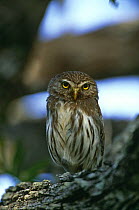 Ferruginous pygmy owl {Glaucidum brasilianum} perching on branch, Texas, USA.