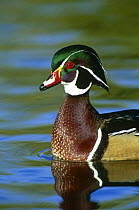 Portrait of Wood duck {Aix sponsa} male on water, Arizona, USA