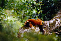 Red ruffed lemur (Varecia variegata ruber) Madagascar