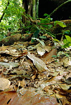 Bornean horned frog {Megophrys nasuta} amongst leaf litter, Borneo