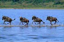 Wildebeest (Connochaetes taurinus) crossing river on migration, East Africa