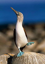 Blue footed booby 'dancing' display (Sula nebouxii) Galapagos