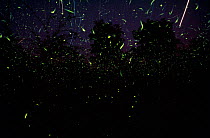 Glow worms bioluminescing {Lampyris noctiluca}