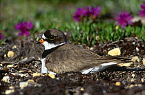 Semi-palmated plover {Charadrius semipalmatus} sitting on nest, Long Island, New York, USA