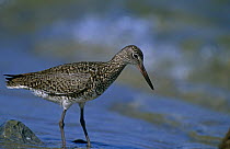 Willet {Tringa semipalmatus} standing in shallow water, Long Island, NY, USA