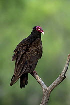 Portrait of a Turkey vulture {Cathartes aura} perching on branch, Rio Grande Valley, Texas, USA