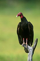Turkey vulture {Cathartes aura} portrait perching on branch, Rio Grande Valley, Texas, USA