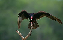 Turkey vulture {Cathartes aura} alighting off branch, Rio Grande Valley, Texas, USA
