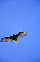 Turkey vulture {Cathartes aura} in flight, Rio Grande Valley, Texas, USA