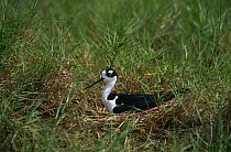 Black necked stilt {Himantopus mexicanus} sitting on nest, Texas, USA