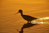 Silhouette of Black necked stilt {Himantopus mexicanus} standing in water at sunset, Salton Sea, California, USA