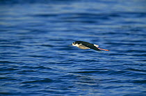 Black necked stilt {Himantopus mexicanus} in flight over water, California, USA