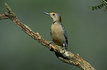 Golden fronted woodpecker {Melanerpes aurifrons} perching on branch, Rio Grande Valley, Texas, USA