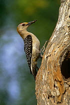 Golden fronted woodpecker {Melanerpes aurifrons} perching on tree trunk, Texas, USA