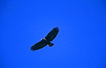 Common black hawk {Buteogallus anthracinus} in flight, Davis Mountains, Texas, USA