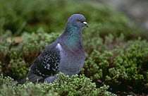 Portrait of Rock dove {Columba livia} amongst vegetation, Long Island, New York, USA