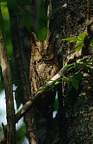 Collared Scops Owl {Otus bakkamoena lempiji} camouflaged in tree, South Primorsky, Russia.