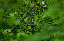 Brown hawk owl {Ninox scutulata} perching in tree, South Primorsky Region, far east Russia
