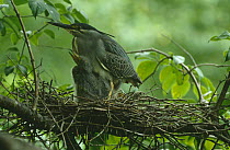 Green backed heron {Butorides striatus} adult in nest with chick, South Primorsky Region, far east Russia