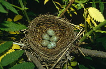 Five Grey backed thrush eggs in nest {Turdus hortulorum} South Primorsky Region, far east Russia.