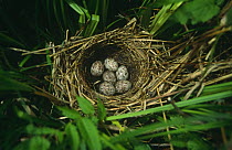 Six Black faced bunting {Emberiza spodocephala} eggs in nest, South Primorsky Region, far east Russia.