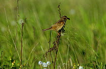 Grey headed / Chestnut eared bunting {Emberiza fucata} perching on grass with food in beak, South Primorsky Region, far east Russia