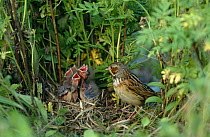 Grey headed / Chestnut eared bunting {Emberiza fucata} adult at nest with five chicks, South Primorsky Region, far east Russia.