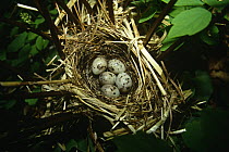 Five Tristram's bunting {Emberiza tristrami} eggs in nest, South Primorsky Region, far east Russia
