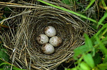 Four Japanese reed bunting eggs in nest {Emberiza yessoensis} South Primorsky Region, far east Russia