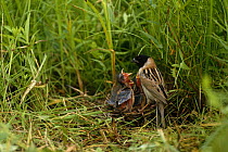Japanese reed bunting {Emberiza yessoensis} adult feeding chicks at nest, South Primorsky Region, far east Russia