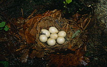 Seven Hazel grouse {Tetrastes bonasia} eggs in nest, South Primorsky Region, far east Russia