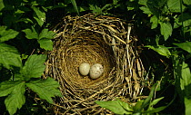 Grey headed / Chestnut eared bunting {Emberiza fucata} egg and European cuckoo {Cuculus canorus} egg in nest, South Primorsky Region, far east Russia