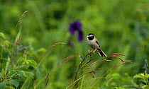 Japanese reed bunting {Emberiza yessoensis} adult perching on grass with food in beak, South Primorsky Region, far east Russia