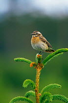 Portrait of female Whinchat (Saxicola rubetra) perched on pine, Sweden