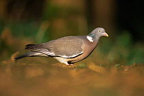 Portrait of Wood pigeon (Columba palumbus) on ground, UK