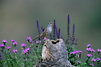 White crowned sparrow (Zonotrichia leucophrys) perched on log with wildflowers, Green Valley, Arizona, USA