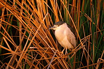 Black crowned night heron (Nycticorax nycticorax) perching in reed bed, Colorado, USA