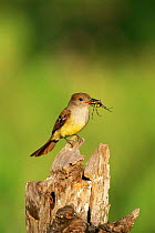 Great crested flycatcher (Myiarchus crinitus) perched on log with spider prey, Texas, USA